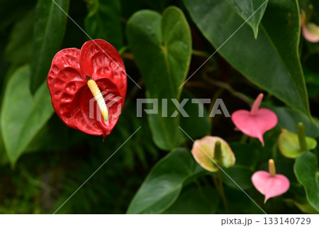 アンスリウム アンスリウム 133140729