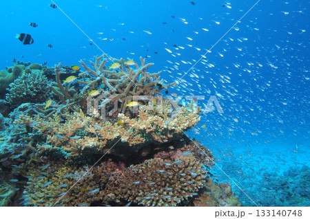 珊瑚礁に群れるたくさんのスズメダイ 水中写真 珊瑚礁に群れるたくさんのスズメダイ 水中写真 133140748
