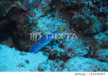 穴に潜むハナヒゲウツボ　水中写真 133140947