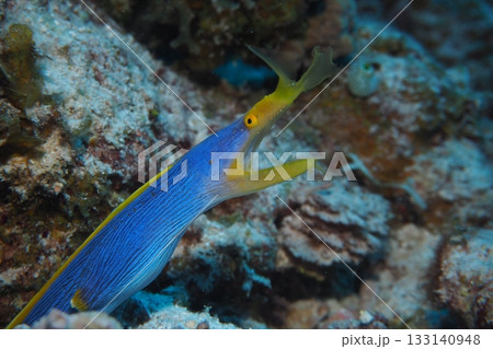 穴に潜むハナヒゲウツボ 水中写真 穴に潜むハナヒゲウツボ 水中写真 133140948