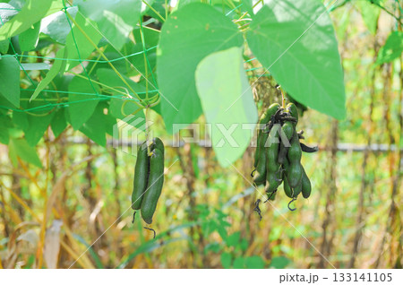 ムクナ豆（八升豆）の房 133141105