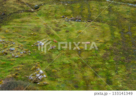 Red deer hinds resting in County Donegal, Ireland 133141349