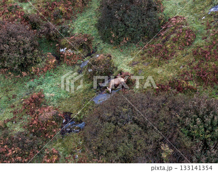 Lonely sika deer buck in County Donegal, Ireland Lonely sika deer buck in County Donegal, Ireland 133141354