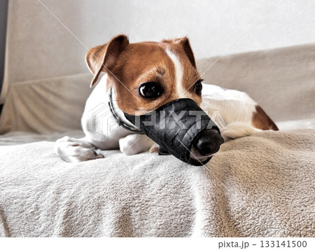 a young thoroughbred Jack Russell Terrier at home in a muzzle photo a young thoroughbred Jack Russell Terrier at home in a muzzle photo 133141500