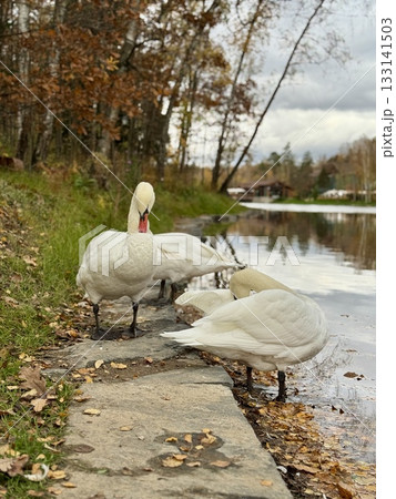 A white swan on the background of a lake and a pine forest in a country park in a warm autumn. Photo 133141503