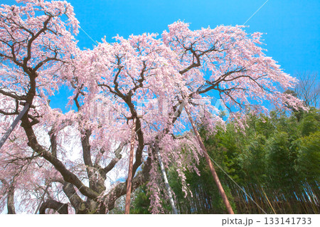 一本桜  -  春の青空に映える紅枝垂地蔵桜（2010年） 133141733