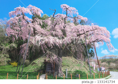 一本桜 - 春の青空に映える紅枝垂地蔵桜(2010年) 一本桜 - 春の青空に映える紅枝垂地蔵桜(2010年) 133141734