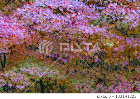 鮮やかな紅葉 鮮やかな紅葉 133141825