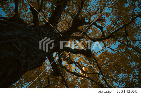 紅葉した木 133142059