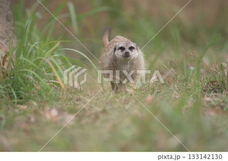 草むらを尻尾を上げて駆け巡るミーアキャット 133142130