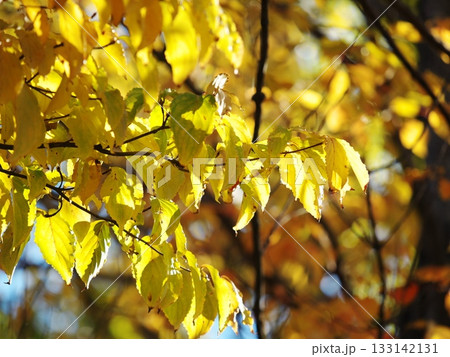 輝く黄葉 133142131