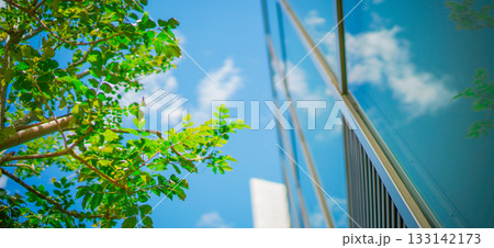 植物と青空 植物と青空 133142173