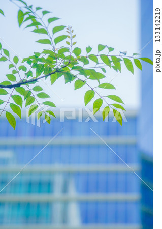 ビルを背景にした葉 133142219