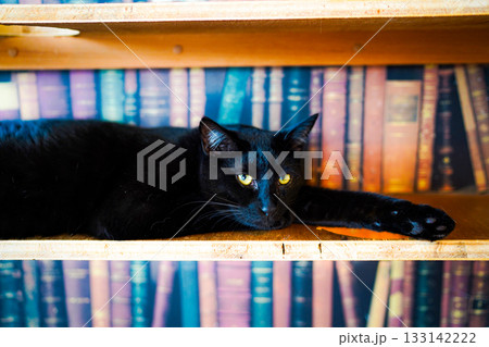 本棚でくつろぐ黒猫 本棚でくつろぐ黒猫 133142222