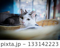 リラックスした猫のイメージ 133142223