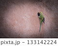 洞窟の入り口でインコ 133142224