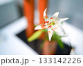 白百合の優雅さ 133142226