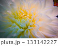 白いダリアの花弁 133142227