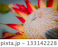 異国的なプロテアの花 133142228