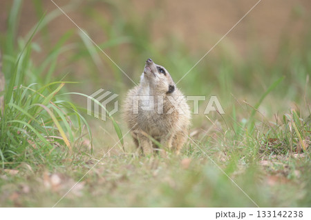 飛ぶカラスを見上げるミーアキャット 133142238