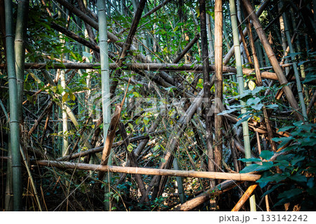 放置竹林 133142242