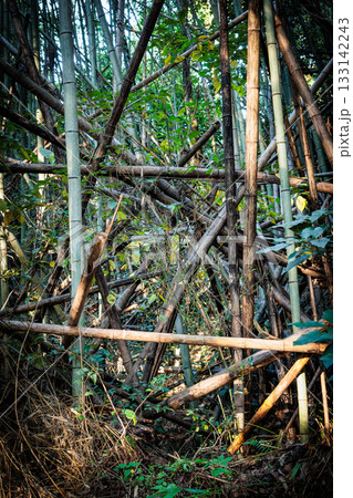 放置竹林 放置竹林 133142243