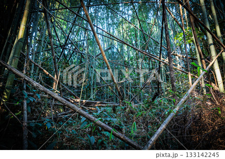 放置竹林 133142245