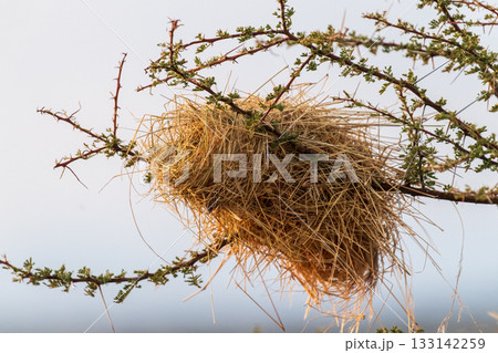 Weaver birds nest 133142259