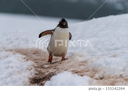Gentoo colony at Danco Island Gentoo colony at Danco Island 133142264