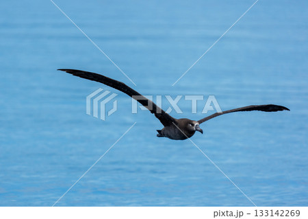 北海道・知床羅臼沖を飛ぶクロアシアホウドリ（学名 Phoebastria nigripes） 133142269