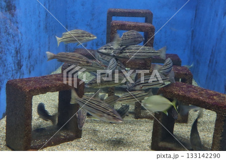 ブロック構造を泳ぐ縞魚の群れ ブロック構造を泳ぐ縞魚の群れ 133142290