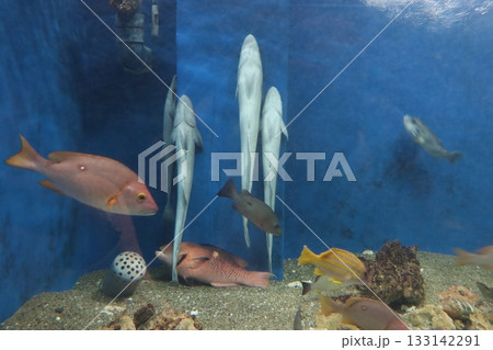吸盤で貼りつく姿が目を引く水槽の群像 133142291