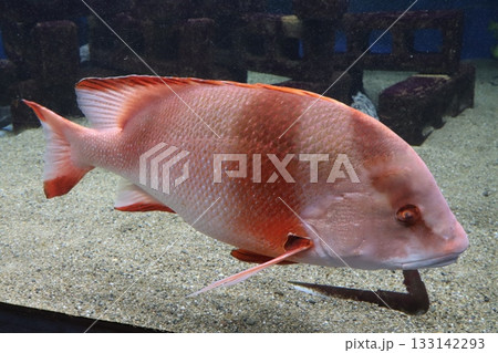 珊瑚色に縞模様が映える大型魚の横顔 133142293