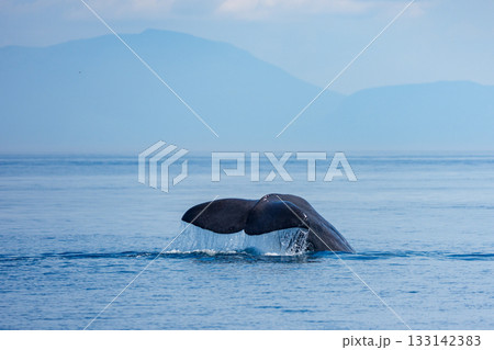 北海道・知床羅臼沖で潜水するマッコウクジラ（学名 Physeter macrocephalus） 133142383