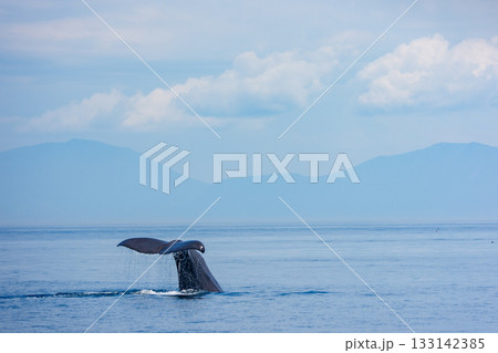 北海道・知床羅臼沖で潜水するマッコウクジラ（学名 Physeter macrocephalus） 133142385