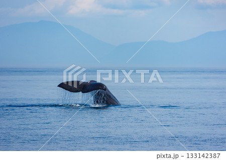 北海道・知床羅臼沖で潜水するマッコウクジラ(学名 Physeter macrocephalus) 北海道・知床羅臼沖で潜水するマッコウクジラ(学名 Physeter macrocephalus) 133142387