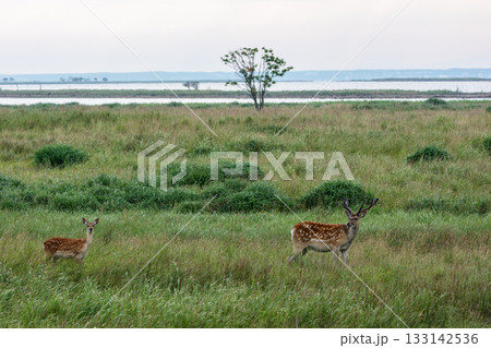 北海道・野付半島の草原で草を食むエゾシカ(学名 Cervus nippon yesoensis) 北海道・野付半島の草原で草を食むエゾシカ(学名 Cervus nippon yesoensis) 133142536