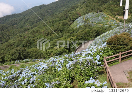 曲がりくねる山道と鮮やかな紫陽花の景観 曲がりくねる山道と鮮やかな紫陽花の景観 133142679