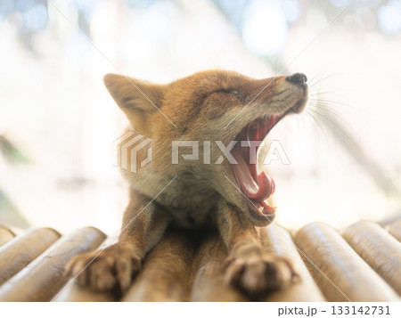 Yawning Fox, あくびをするキツネ Yawning Fox, あくびをするキツネ 133142731