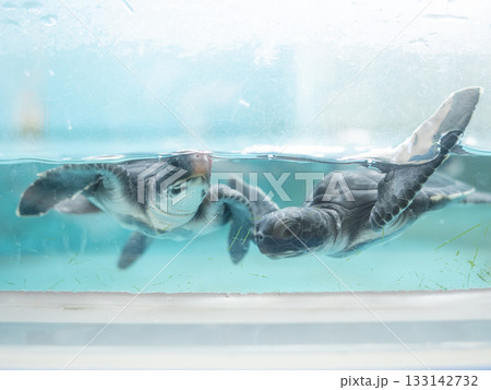 Baby Sea Turtles Swimming, 水槽を泳ぐ2匹のウミガメの赤ちゃん Baby Sea Turtles Swimming, 水槽を泳ぐ2匹のウミガメの赤ちゃん 133142732