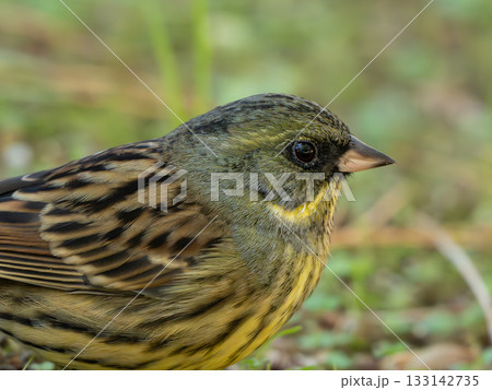 Closeup of a Bunting, アオジ 133142735