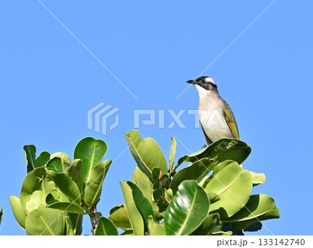 Bird on Leaves, 青空の下、緑の葉の上の鳥 Bird on Leaves, 青空の下、緑の葉の上の鳥 133142740