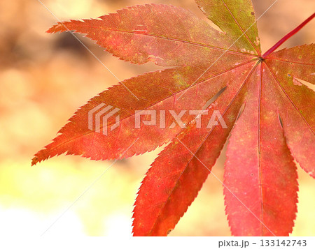 Red Maple Leaf, 鮮やかな紅葉の葉 133142743