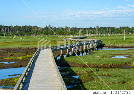 北海道・根室市の春国岱の木道と湿原風景 133142756