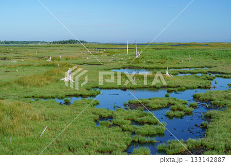 北海道・根室春国岱の立ち枯れたトドワラ林と湿原風景 北海道・根室春国岱の立ち枯れたトドワラ林と湿原風景 133142887