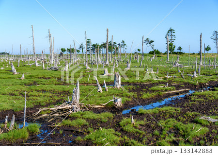 北海道・根室春国岱の立ち枯れたトドワラ林と湿原風景 133142888