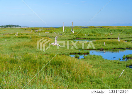 北海道・根室春国岱の立ち枯れたトドワラ林と湿原風景 133142894
