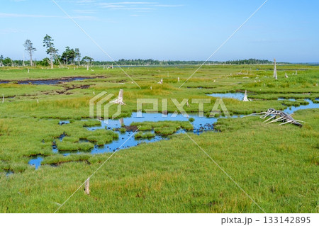 北海道・根室春国岱の立ち枯れたトドワラ林と湿原風景 133142895