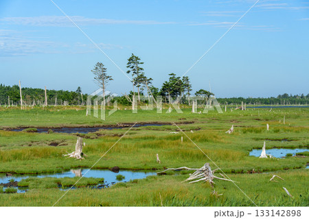 北海道・根室春国岱の立ち枯れたトドワラ林と湿原風景 北海道・根室春国岱の立ち枯れたトドワラ林と湿原風景 133142898