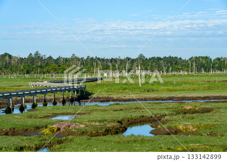 北海道・根室春国岱の立ち枯れたトドワラ林と湿原風景 133142899